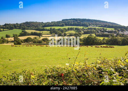 Un troupeau de vaches laitières rouge Ruby Devon le pâturage sur les pentes de la colline Shute, près de Axminster, Devon, England, UK Banque D'Images