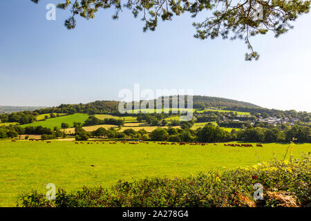 Un troupeau de vaches laitières rouge Ruby Devon le pâturage sur les pentes de la colline Shute, près de Axminster, Devon, England, UK Banque D'Images