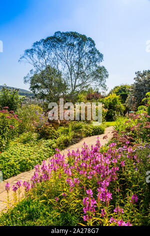 Les lits de la Roseraie sont remplis d'une variété de plantes vivaces et arbustes dans les jardins, près de la ferme de terriers Axminster, Devon, England, UK Banque D'Images