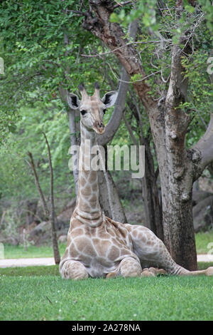 Girafe africaine portant sur pelouse, Zimbabwe. Banque D'Images