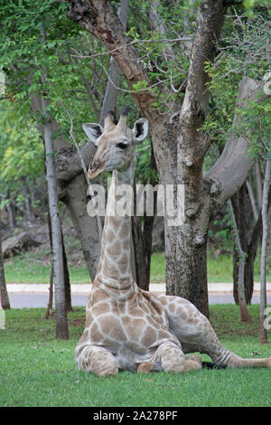 Girafe africaine portant sur pelouse, Zimbabwe. Banque D'Images