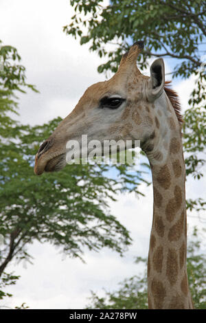 Tête de girafe d'Afrique, Zimbabwe. Banque D'Images