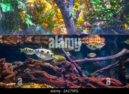 Poisson sous l'eau , vue sur la forêt tropicale Banque D'Images