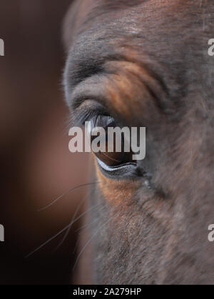 Portrait d'un beau cheval brun closeup on eye Banque D'Images