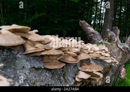 Champignons sauvages poussant sur un tronc d'arbres morts s'est effondrée dans la forêt - selective focus Banque D'Images