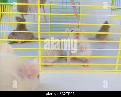 Souris décorative est assis dans une cage. Rat blanc est assis dans sa chambre. Les rongeurs domestiques libre. Banque D'Images