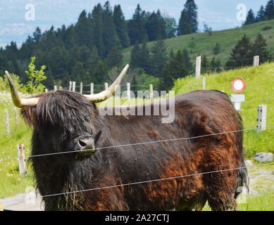 Bovins écossais noir à Appenzell Suisse ferme Banque D'Images