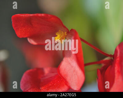 Close up of wax begonia fleur rouge, Begonia x semperflorens-cultorum Banque D'Images