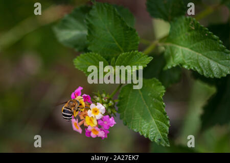 Amegilla, abeille Digger à bandes bleues sur une fleur de Lantana Banque D'Images