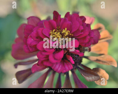 Zinnia commun dans le jardin de fleurs de mauve, Close up, Zinnia elegans Banque D'Images