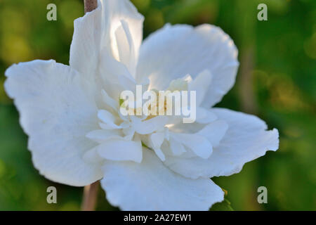 White Rose de Sharon, fleur mauve rose Hibiscus syriacus Banque D'Images