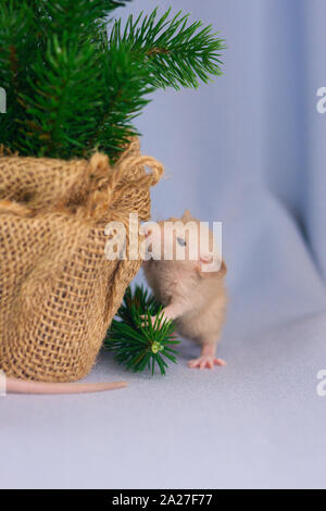 Souris Beige renifle l'arbre de Noël. Rat sur un fond de sapins de Noël. Nouvelle année les animaux de près. Banque D'Images