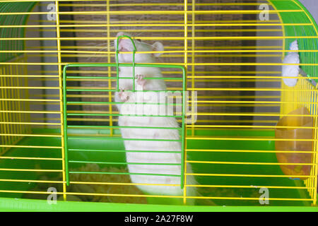 Une souris blanche se trouve dans une cage verte. Le rat est dans sa chambre. Rongeurs décorative libre. Banque D'Images