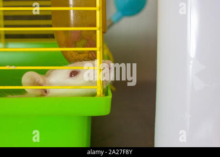 Le museau de la souris semble hors de la cage. Un rat blanc est assis dans une cage verte. Animaux de compagnie dimnye décoratif close-up. Banque D'Images