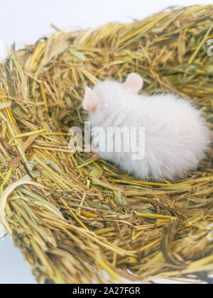 Une souris décorative se trouve dans le nid. Rat blanc dort dans un confortable de la perchaude. Les animaux de près. Banque D'Images