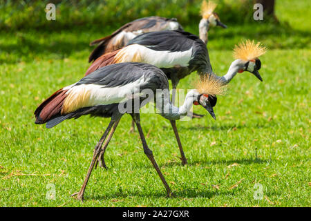 Photographie de trois grue couronnée grise ou gris grue couronnée (Balearica regulorum), également connu sous le nom de l'oiseau de l'Afrique, prises au Kenya. Banque D'Images