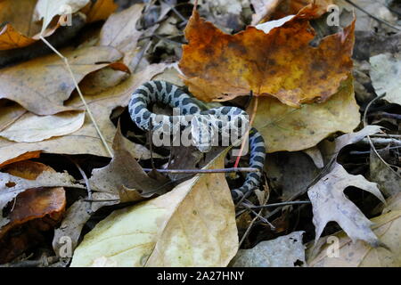 Baby Fox snake glissant à travers les feuilles d'érable sur le sol forestier, Merrill, au Wisconsin Banque D'Images