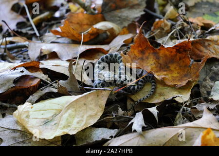 Baby Fox snake glissant à travers les feuilles d'érable sur le sol forestier, Merrill, au Wisconsin Banque D'Images