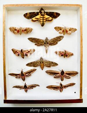 Le cabinet de collectionneur de papillons. Un passe-temps populaire en particulier pour les collègues dans les époques victorienne et édouardienne. Les entomologistes recueilli un grand nombre d'insectes et épinglées dans des armoires fabriquées spécialement. Continue aujourd'hui mais est moins politiquement correct que les caméras peuvent préserver tous les détails sans détruire l'objet. Banque D'Images