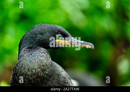 Shag européen avec des yeux verts. Banque D'Images