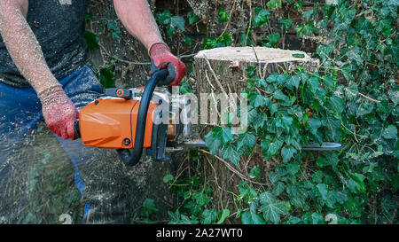 D'arboriste ou Tree Surgeon utilise une tronçonneuse pour couper une souche d'arbre Banque D'Images