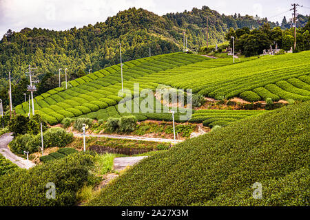 Champs de thé dans la préfecture de Shizuoka. Plantation de thé à Kakegawa, Japon Banque D'Images