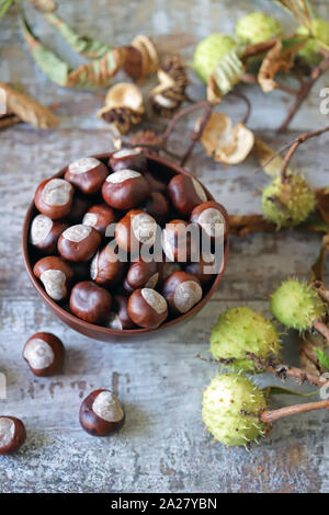 Châtaignes. Buckeyes. Humeur d'automne. Les feuilles d'un marronnier. Banque D'Images