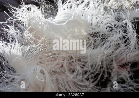 Close-up d'un tas de plumes d'autruche. Abstract background Banque D'Images