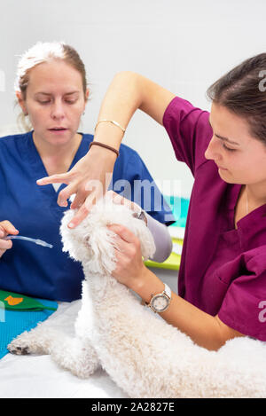 Chien en salle d'opération de intubés clinique vétérinaire . Banque D'Images