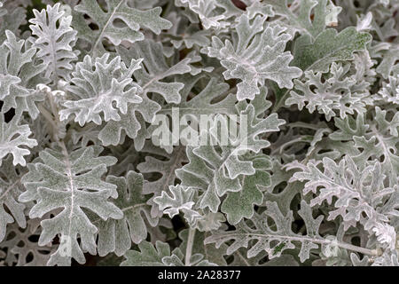 Fleur avec des feuilles d'argent ( Cineraria Maritima-Jacobaea) close-up pour l'utiliser comme un fond abstrait. Banque D'Images