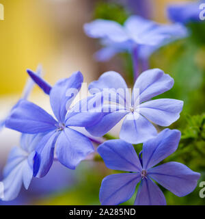 Plumbago bleu blooming blossom closeup macro des grappes de fleurs plantes décoratives violet Banque D'Images