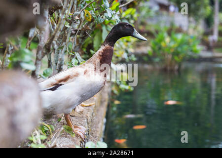 L'un des canards se reposer près de l'étang, nature coloré Banque D'Images