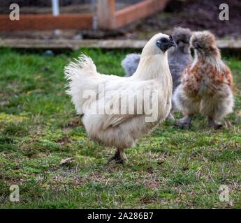 Poulets dans une cour Banque D'Images