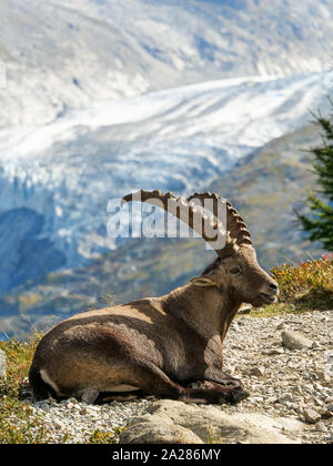 Bouquetin des Alpes, le massif des Aiguilles Rouges, Chamonix Mont-Blanc, Haute-Savoie, France Banque D'Images