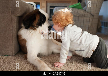 Heureux bébé garçon s'approche de gros chiens visage sur marbre à la maison Banque D'Images