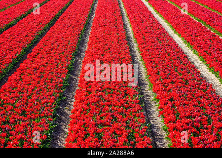 Pays Bas, Hollande du Nord, Burgerbrug. Champ de tulipes rouge vif au printemps. Banque D'Images