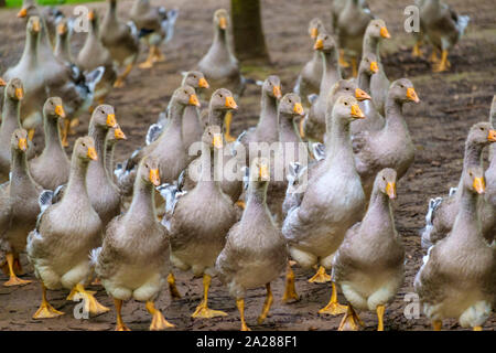 Juvenille oies gris Toulose soulevées pour la production de Foie Gras sur free-range farm dans village de Turnac, près de Domme, Dordogne, Aquitaine, F Banque D'Images