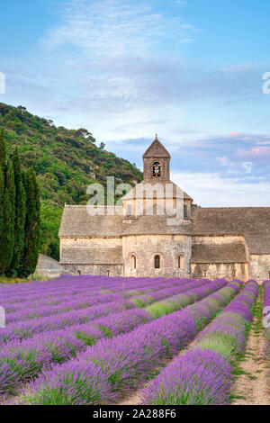 Champs de lavande en pleine floraison au début de juillet en face de Abbaye de Sénanque Abbey au lever du soleil, Vaucluse, Provence-Alpes-Côte d'Azur, France Banque D'Images