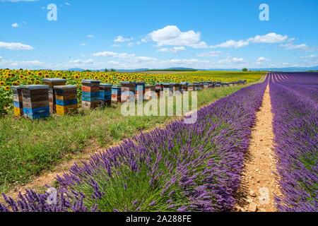 L'essaimage des abeilles autour des ruches dans champ de lavande sur le Plateau de Valensole, Alpes de Haute Provence, Provence-Alpes-Côte-d'Azur, France Banque D'Images