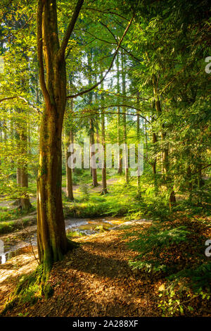 Scène magnifique dans la forêt avec vieil arbre en premier plan et la lumière du soleil dans l'arrière-plan Banque D'Images