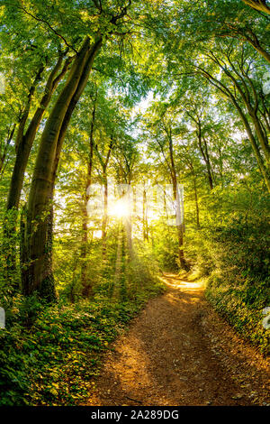 Chemin à travers la forêt éclairée par les rayons du soleil d'or Banque D'Images