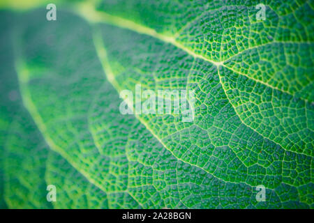 La bardane, feuilles chair macro photo d'arrière-plan Banque D'Images