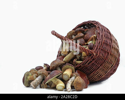 Des champignons sauvages frais dans fallen panier isolé sur fond blanc Banque D'Images