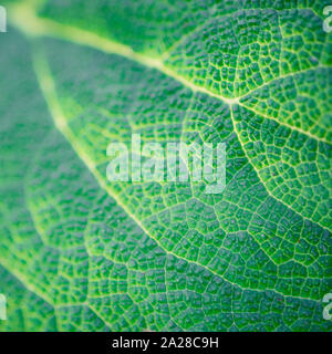 Gros plan des feuilles de bardane vert, macro photo d'arrière-plan Banque D'Images