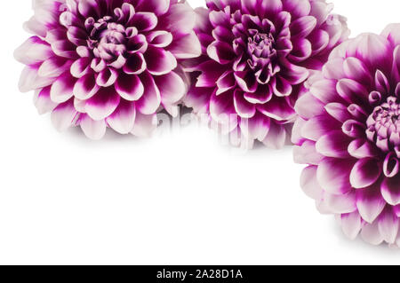 Studio shot of dahlia flower cut out sur un fond blanc - John Gollop Banque D'Images