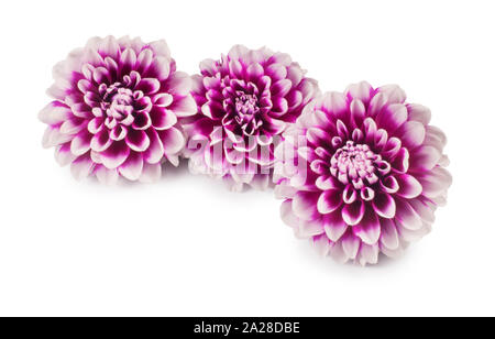 Studio shot of dahlia flower cut out sur un fond blanc - John Gollop Banque D'Images