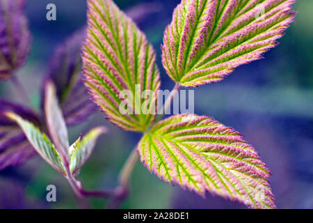 Les nouvelles feuilles de l'dewberry Rubus caesius dans closeup Banque D'Images