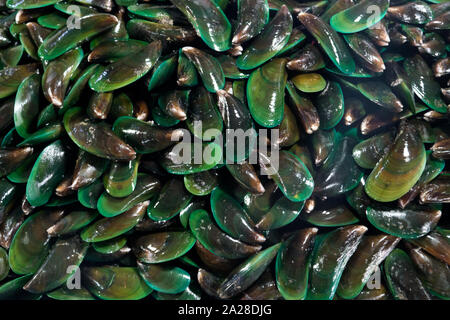 Tas de moules fraîches crues en gros plan sur le comptoir du marché local du poisson. Tas de mollusques nutritifs aux fruits de mer dans le magasin. Moule verte asiatique. Moules de mer. Gros plan d'une cabine avec des moules fraîchement pêchées en solde Banque D'Images