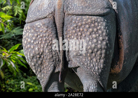 Rhinocéros indien / rhinocéros à une corne / rhinocéros unicorne de l'Inde (Rhinoceros unicornis) close-up de verrue-comme des bosses sur la peau arrière Banque D'Images