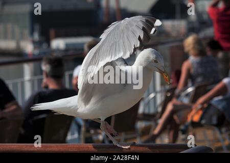 Goéland argenté (Larus argentatus) l'atterrissage sur un navire à passagers à Kiel, Allemagne Banque D'Images